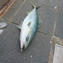 ノマセで青物　in　和歌山マリーナシティ