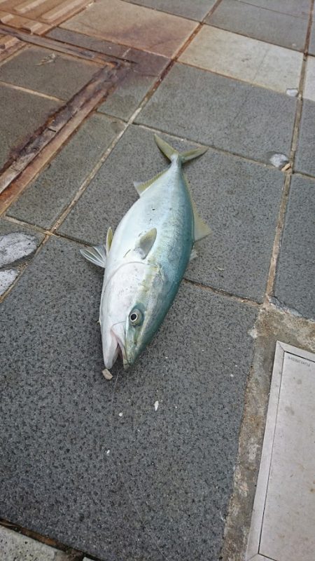 ノマセで青物　in　和歌山マリーナシティ
