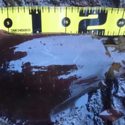 雨の朝マズメ狙い