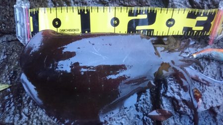 雨の朝マズメ狙い