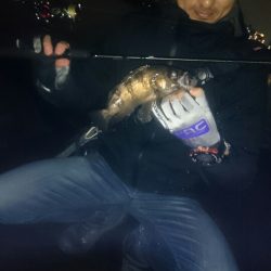 メバルプラグポンポン