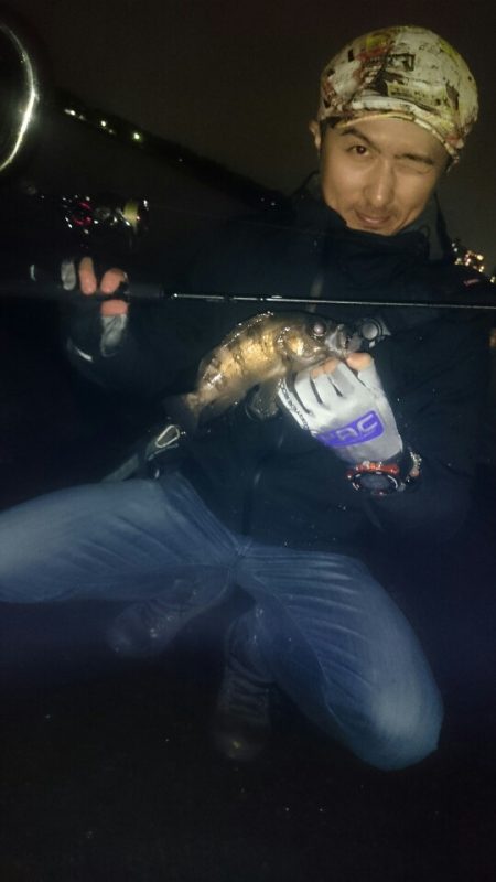 メバルプラグポンポン