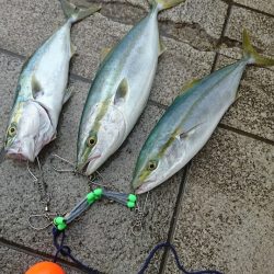 またまたノマセで青物連発