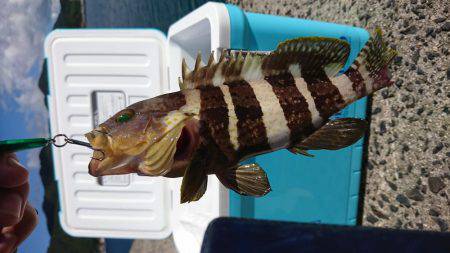 出雲市 河下港での初釣果