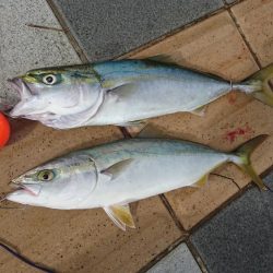 青物ノマセ複数匹、三連覇達成