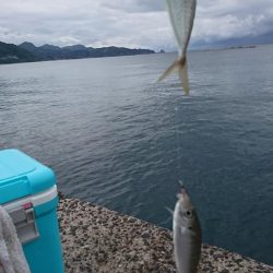 十六島防波堤でのサビキ釣果