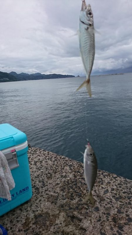 十六島防波堤でのサビキ釣果
