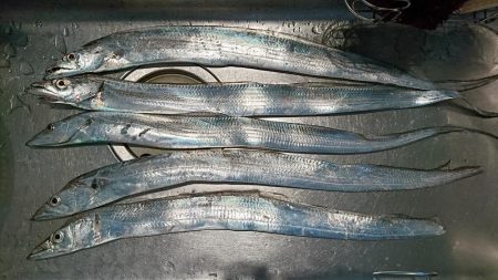 太刀魚 アタリ少ない