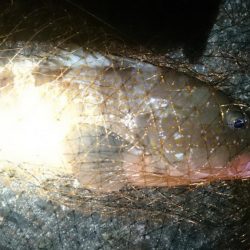 特大のガシラと思ったらアコウでした