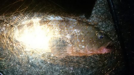 特大のガシラと思ったらアコウでした