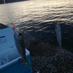 サビキでまさかのムツ？