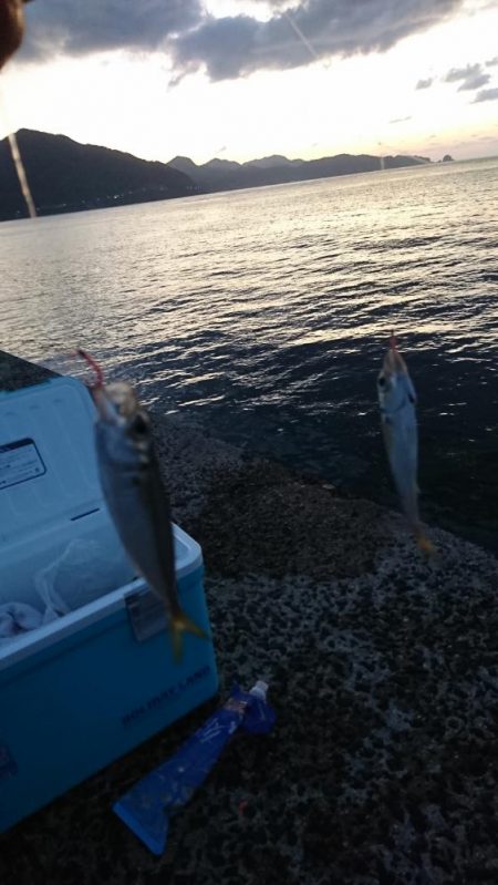 サビキでまさかのムツ？