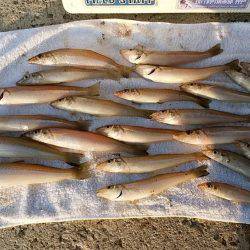 都志港へキス調査