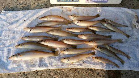 都志港へキス調査