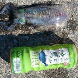 アオリイカとタチウオ狙いで行ってきました。