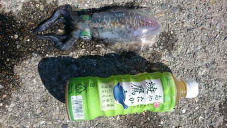 アオリイカとタチウオ狙いで行ってきました。…