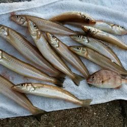 東二見へ落ちギス調査