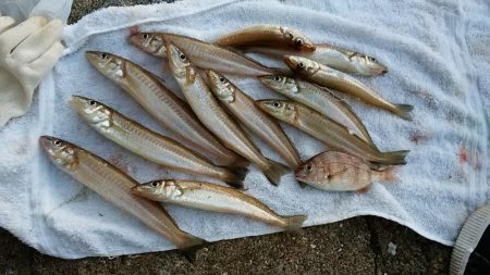 東二見へ落ちギス調査