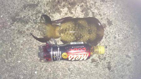 雨が降る前に行ってきました