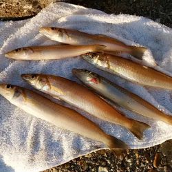 二見へ落ちギス調査②