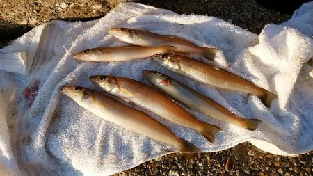 二見へ落ちギス調査②