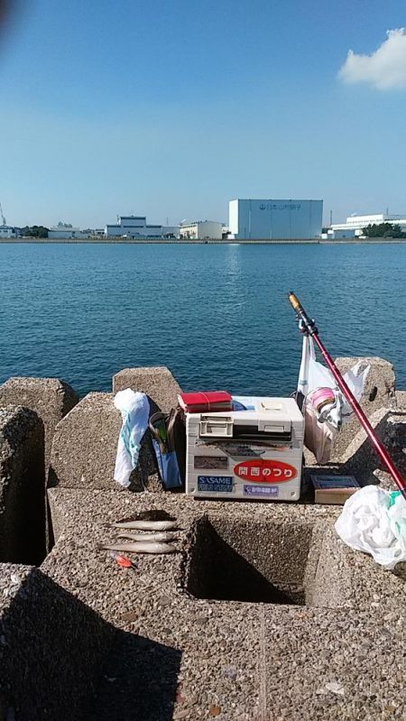 東二見人工島へ落ちギス調査３連投