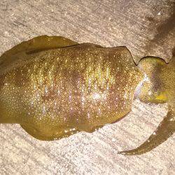 アジングエギング