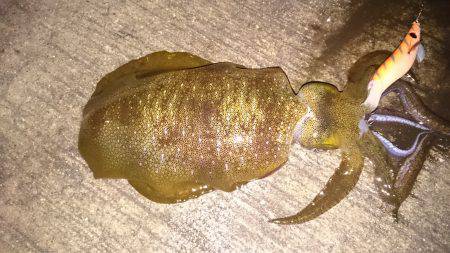 アジングエギング