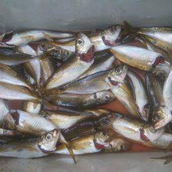 ロックフィッシュ＆エギング＆アジゴ釣り