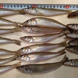 キス釣りは楽しい