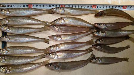 キス釣りは楽しい