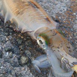 teamゲッソー調査隊