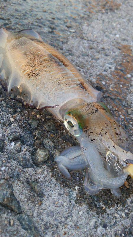 teamゲッソー調査隊