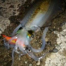 teamゲッソー調査隊