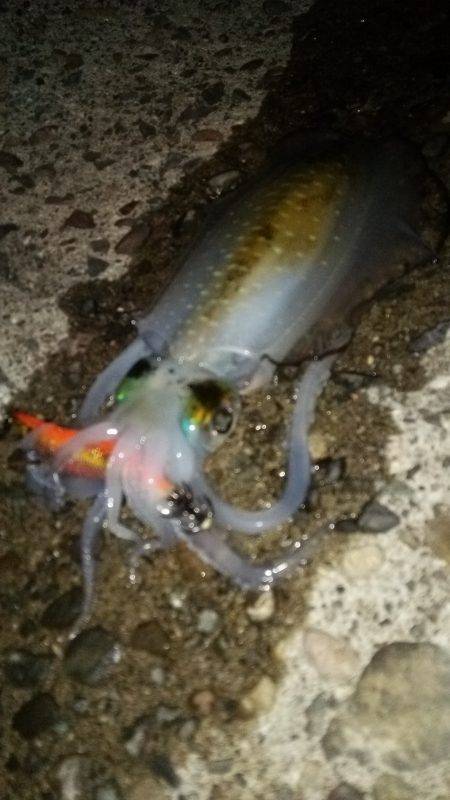 teamゲッソー調査隊