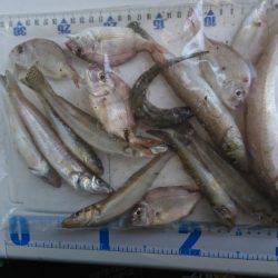 投げ釣り、キス釣り