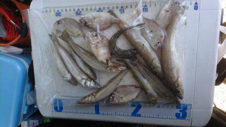 投げ釣り、キス釣り