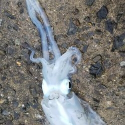 なんとか坊主回避