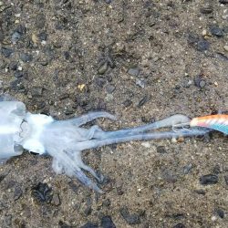 teamゲッソー調査隊