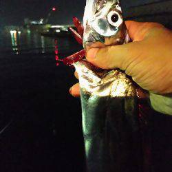 タチウオ、アジ、サバ、ツバスまで。