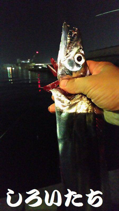 タチウオ、アジ、サバ、ツバスまで。