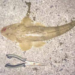 ライトショアジギング