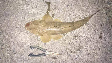 ライトショアジギング