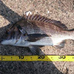 チヌ&ジギング　宮津　ランガン