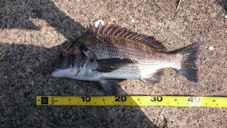 チヌ&ジギング　宮津　ランガン