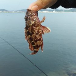 久しぶりの姫路でセイゴ。