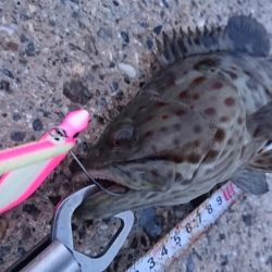 西表島 強風止まず、１週間ぶりに出掛けました。