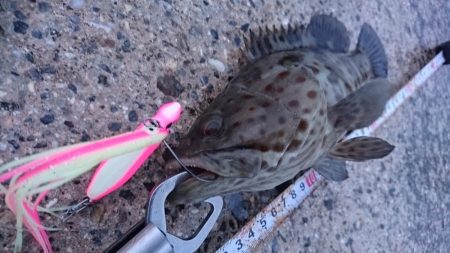 西表島 強風止まず、１週間ぶりに出掛けました。