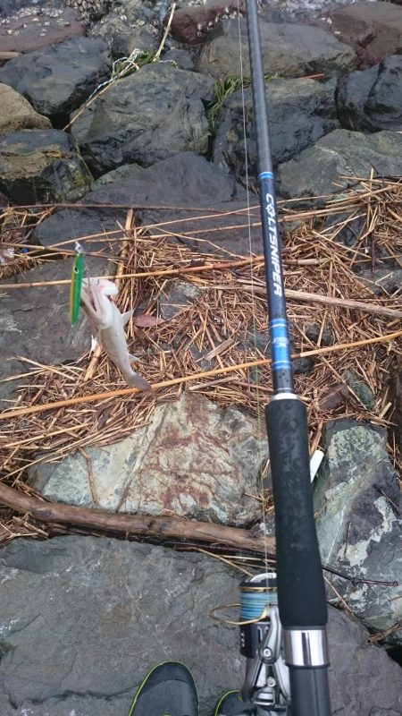 サゴシは お留守