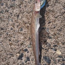 エギング&エソング